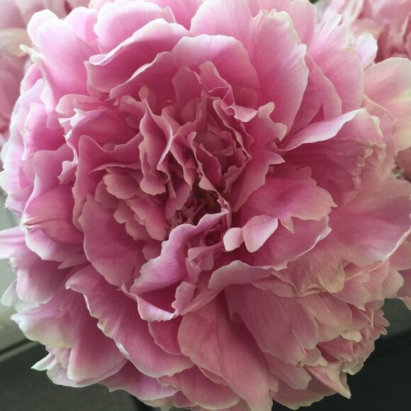 Necklace Calcite Seed Beads Jewelry Vintage - Picture 2 of 3